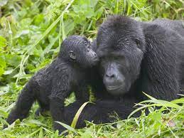 Baby Gorilla having time with gorilla mother.