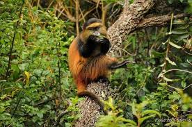 Golden monkey in mgahinga park