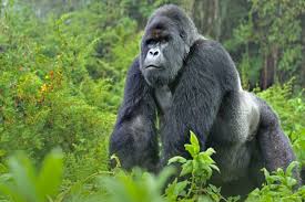 A silverback in Bwindi forest.