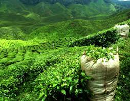 Tea plantation in Uganda