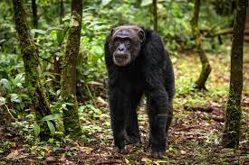 Chimpanzees tracking in kibale national park