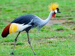 crey crowned crane.