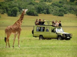 Game drive in Queen Eolizabeth national park