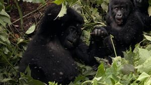 Gorilla trekking in Bwindi park