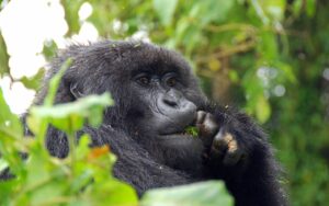 Gorilla in Bwindi