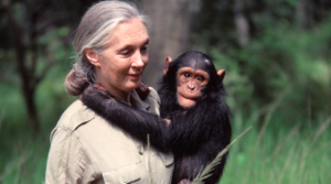 D Jane having good time with chimps in Ngamba sanctuary