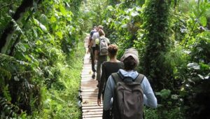 Nature walk at bigodi wetland 