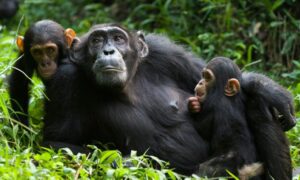 chimps in budongo forest in murchison falls national park