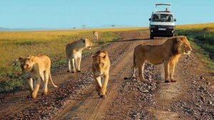 Game drive in murchison falls national park