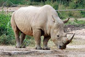 Rhino sanctuary