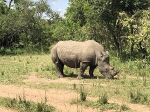 UWA plans to re-introduce Rhinos to Ajai wildlife reserve