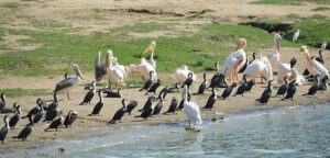 Lower side of Mweya safari lodge is the best place in the park to spot various bird species