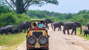 Game drive in Queen Elizabeth national park