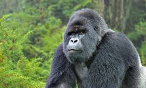 silverback gorilla in bwindi