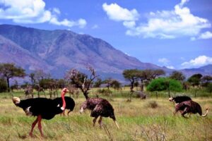 Birding in kidepo valley national park.