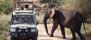 Game drive in kidepo valley national park