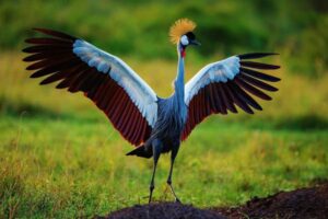 Grey crested Crane bird species in Lake Mburo park