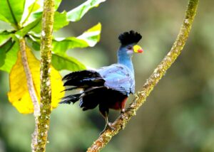 Blue Bird Tuacco in semuliki national park