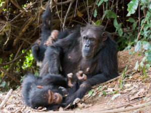 Chimpanzee tracking in bugoma forest