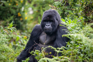 Gorilla in bwindi National Park sitting.